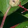 Cornus drummondii, fruit