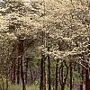 Cornus florida, habit