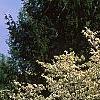 Cornus florida, habit