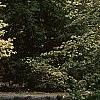 Cornus florida, habit