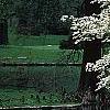 Cornus florida, habit
