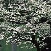 Cornus florida, habit