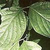 Cornus florida, leaves