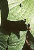 Cornus florida, leaves