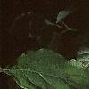 Cornus florida, leaves