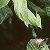 Cornus florida, leaves