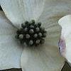 Cornus florida, flowers