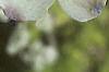 Cornus florida, flowers