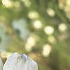 Cornus florida, flowers