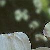 Cornus florida, flowers