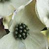 Cornus florida, flowers