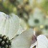 Cornus florida, flowers