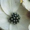 Cornus florida, flowers