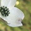 Cornus florida, flowers