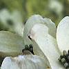 Cornus florida, flowers