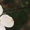 Cornus florida, flowers