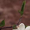 Cornus florida, flowers