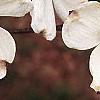 Cornus florida, flowers
