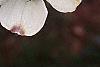Cornus florida, flowers