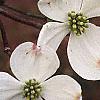 Cornus florida, flowers