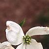Cornus florida, flowers