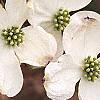 Cornus florida, flowers
