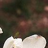 Cornus florida, flowers