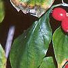 Cornus florida, fruit
