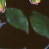 Cornus florida, fruit