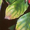 Cornus florida, fruit