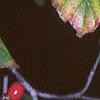 Cornus florida, fruit