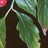 Cornus florida, fruit