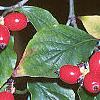 Cornus florida, fruit