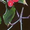 Cornus florida, fruit