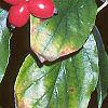Cornus florida, fruit