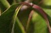 Cornus florida, fruit