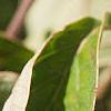 Cornus florida, fruit