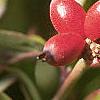 Cornus florida, fruit