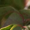 Cornus florida, fruit