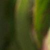 Cornus florida, fruit