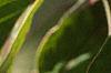 Cornus florida, fruit