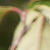 Cornus florida, fruit