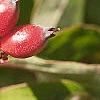 Cornus florida, fruit
