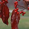 Cornus florida, fruit