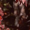 Cornus florida, fall color
