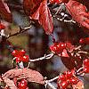 Cornus florida, fall color
