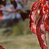 Cornus florida, fall color