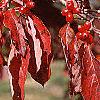 Cornus florida, fall color