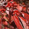 Cornus florida, fall color