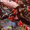 Cornus florida, fall color
